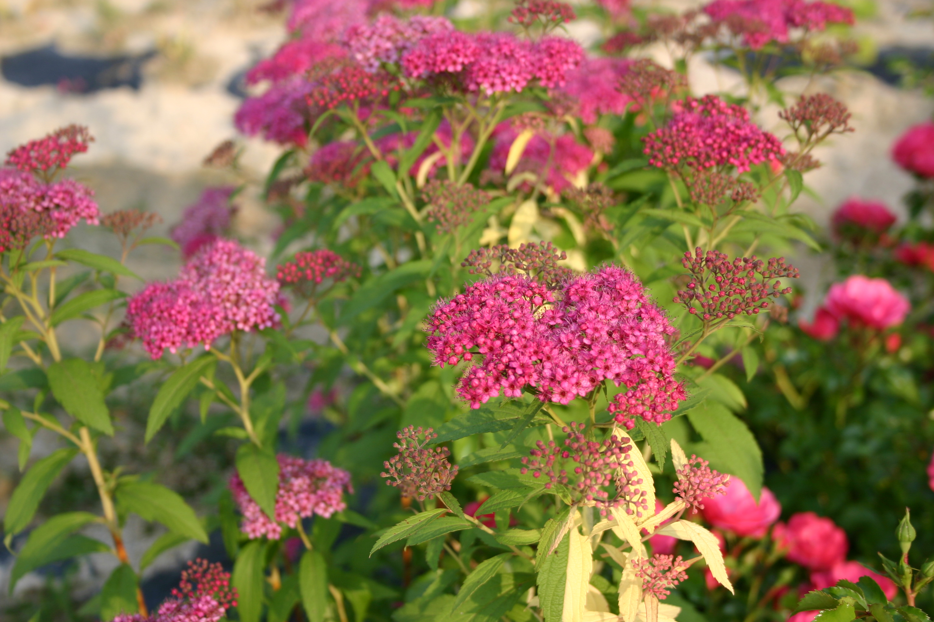 Spiraea japonica 'Darts Red'